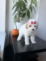 Teacup cindy, a female Poodle - Toy  for sale in Woodhaven, NY – 6 of 7