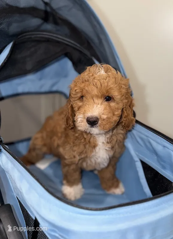 Arlo – Miniature Goldendoodle puppy for sale in Woodhaven, NY