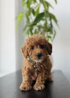Biscuit, a male Poodle - Toy  for sale in Woodhaven, NY – 2 of 4