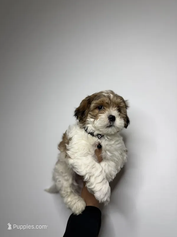 William  – Shih Tzu, Poodle - Toy  puppy for sale in Woodhaven, NY