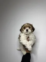 William , a male Shih Tzu and Poodle - Toy  for sale in Woodhaven, NY – Photo 2 of 3