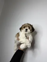 William , a male Shih Tzu and Poodle - Toy  for sale in Woodhaven, NY – Photo 3 of 3