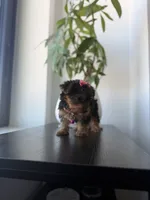 Rico, a male Yorkshire Terrier for sale in Woodhaven, NY – 3 of 4