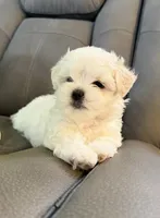 Frosty, a male Maltese for sale in Woodhaven, NY – 2 of 3