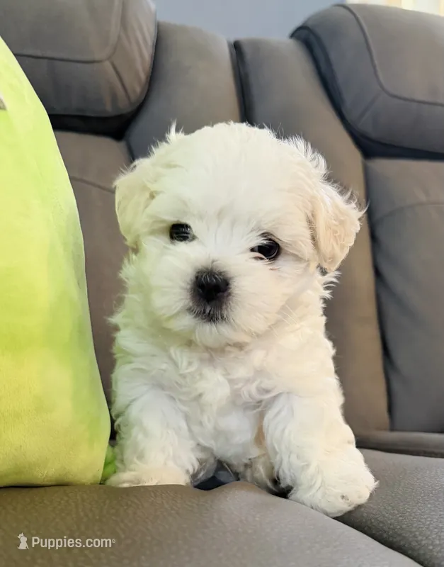 Frosty – Maltese puppy for sale in Woodhaven, NY