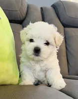 Frosty, a male Maltese for sale in Woodhaven, NY – 1 of 3