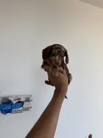 Velma, a female Miniature Dachshund for sale in Woodhaven, NY – 5 of 7