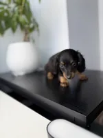 Fred, a male Miniature Dachshund for sale in Woodhaven, NY – 5 of 5