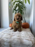 Polo, a male Miniature Goldendoodle for sale in Woodhaven, NY – 1 of 7