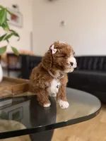 Hailey , a male Poodle - Toy  for sale in Woodhaven, NY – Photo 3 of 5