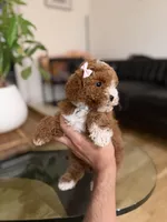 Hailey , a male Poodle - Toy  for sale in Woodhaven, NY – Photo 1 of 5