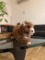 Hailey , a male Poodle - Toy  for sale in Woodhaven, NY – Photo 2 of 5