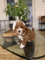 Hailey , a male Poodle - Toy  for sale in Woodhaven, NY – Photo 4 of 5