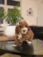 Hailey , a male Poodle - Toy  for sale in Woodhaven, NY – Photo 5 of 5