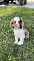 Zeus, a male English Cocker Spaniel for sale in Woodhaven, NY – 2 of 5