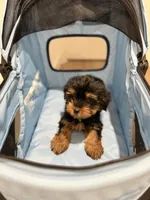 Cooper, a male Yorkshire Terrier for sale in Woodhaven, NY – 4 of 4