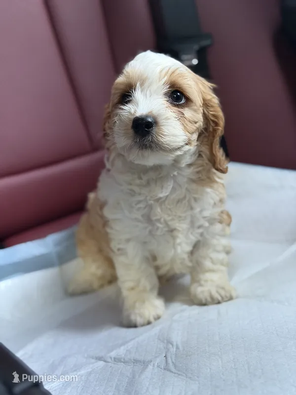 Polo – Cavapoo puppy for sale in Woodhaven, NY
