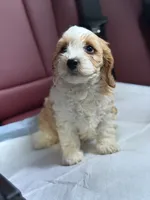 Polo, a male Cavapoo for sale in Woodhaven, NY – 1 of 4