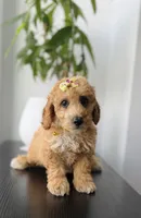 Ruby, a female Poodle - Toy  for sale in Woodhaven, NY – 1 of 3