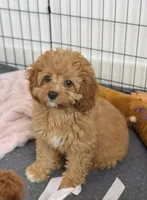 Daisy, a female Cavapoo for sale in Woodhaven, NY – 3 of 3