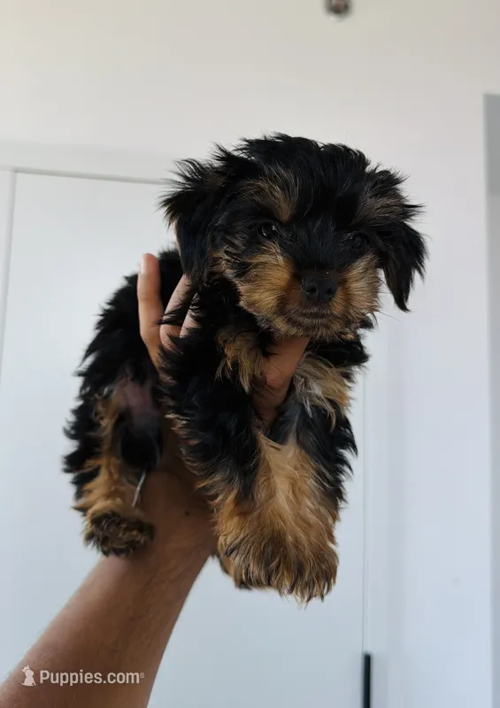 Luke – Yorkshire Terrier puppy for sale in Woodhaven, NY