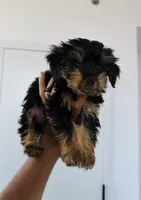 Luke, a male Yorkshire Terrier for sale in Woodhaven, NY – 1 of 3