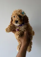Zoe , a female Poodle - Toy  for sale in Woodhaven, NY – 2 of 2