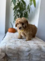 Louis, a male Miniature Goldendoodle for sale in Woodhaven, NY – 3 of 6