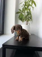 Scooby, a male Miniature Dachshund for sale in Woodhaven, NY – 5 of 6