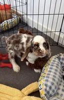 Zeus, a male English Cocker Spaniel for sale in Woodhaven, NY – 1 of 5