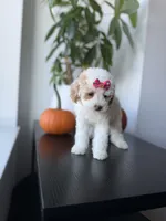 Teacup cindy, a female Poodle - Toy  for sale in Woodhaven, NY – 5 of 7