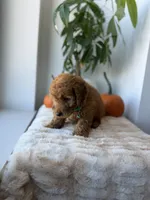 Polo, a male Miniature Goldendoodle for sale in Woodhaven, NY – 6 of 7