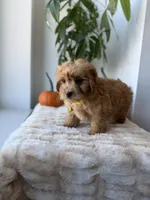 Louis, a male Miniature Goldendoodle for sale in Woodhaven, NY – 2 of 6