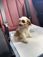 Mela, a female Cavapoo for sale in Woodhaven, NY – 3 of 7
