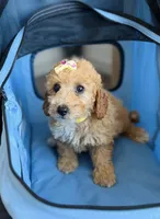 Ruby, a female Poodle - Toy  for sale in Woodhaven, NY – 3 of 3