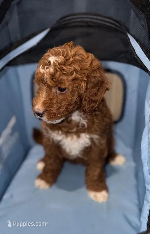 Lucy – Miniature Goldendoodle puppy for sale in Woodhaven, NY