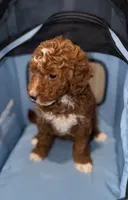 Lucy, a female Miniature Goldendoodle for sale in Woodhaven, NY – 1 of 5