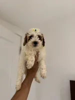 Stacey, a female Poodle - Miniature  for sale in Woodhaven, NY – Photo 1 of 2