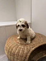 Stacey, a female Poodle - Miniature  for sale in Woodhaven, NY – Photo 2 of 2