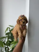 Tinkerbell teacup, a female Poodle - Toy  for sale in Woodhaven, NY – 4 of 5