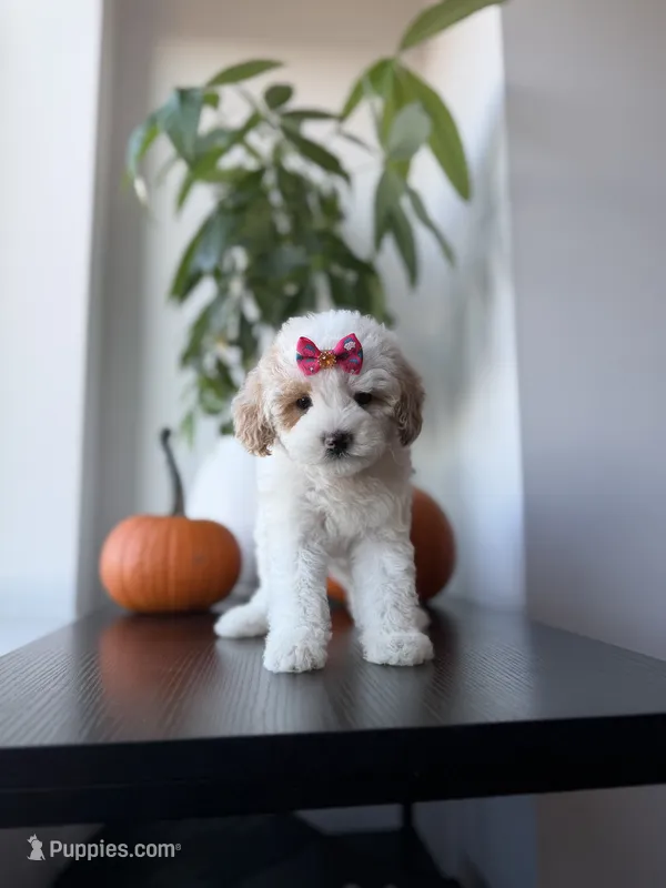 Teacup cindy – Poodle - Toy  puppy for sale in Woodhaven, NY