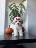 Teacup cindy, a female Poodle - Toy  for sale in Woodhaven, NY – 1 of 7