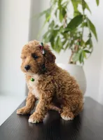 Luna, a female Poodle - Toy  for sale in Woodhaven, NY – 2 of 4
