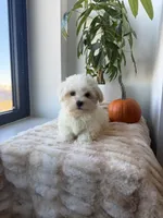 Tiny, a male Maltese for sale in Woodhaven, NY – 5 of 5