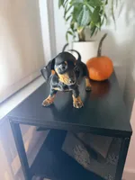 Poppy, a female Miniature Dachshund for sale in Woodhaven, NY – 6 of 6