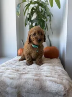 Polo, a male Miniature Goldendoodle for sale in Woodhaven, NY – 4 of 7