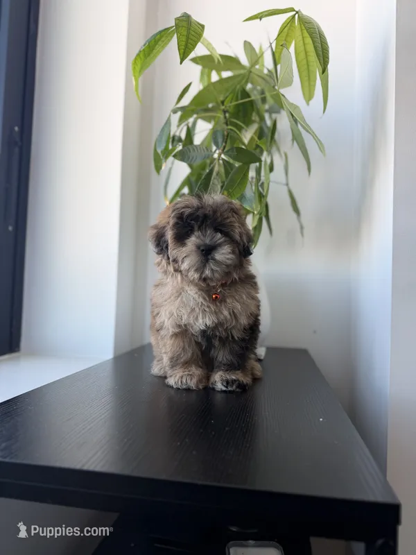 Cosmo – Shihpoo puppy for sale in Woodhaven, NY