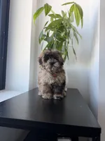 Cosmo, a male Shihpoo for sale in Woodhaven, NY – 1 of 6