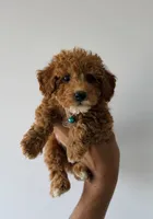 Biscuit, a male Poodle - Toy  for sale in Woodhaven, NY – 3 of 4