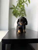 Fred, a male Miniature Dachshund for sale in Woodhaven, NY – 1 of 5
